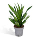 Dracaena 'Fragrans Groen'