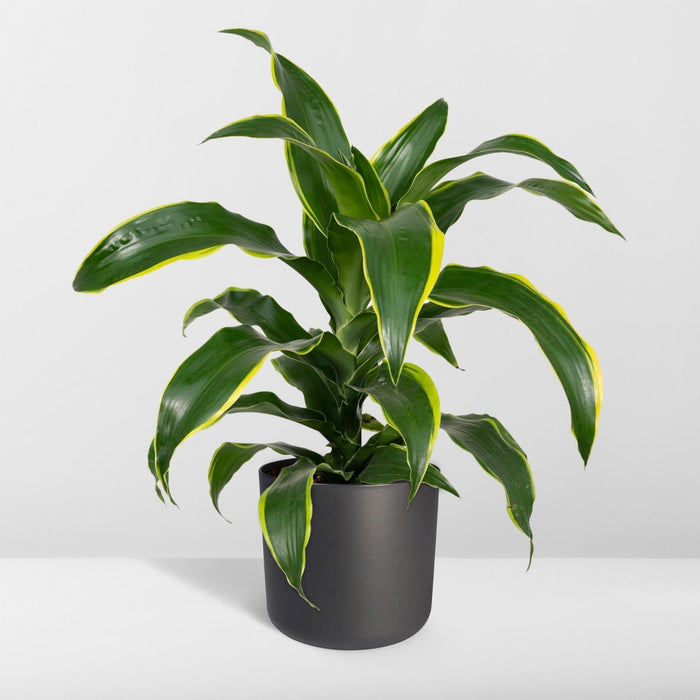 Dracaena 'Fragrans Groen Geel'