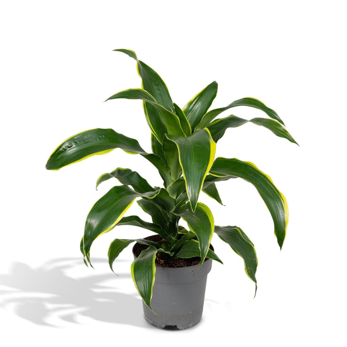 Dracaena 'Fragrans Groen Geel'