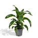 Dracaena 'Fragrans Groen Geel'