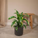 Dracaena 'Fragrans Groen Geel'