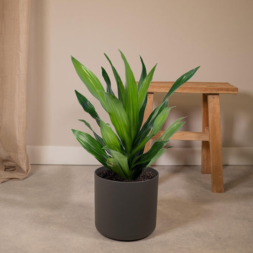 Dracaena 'Fragrans Groen'