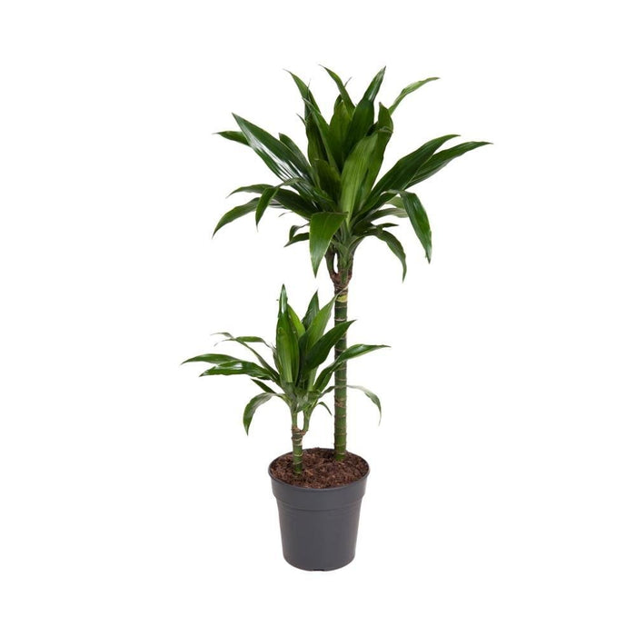 Dracaena 'Fragrans Janet Craig'