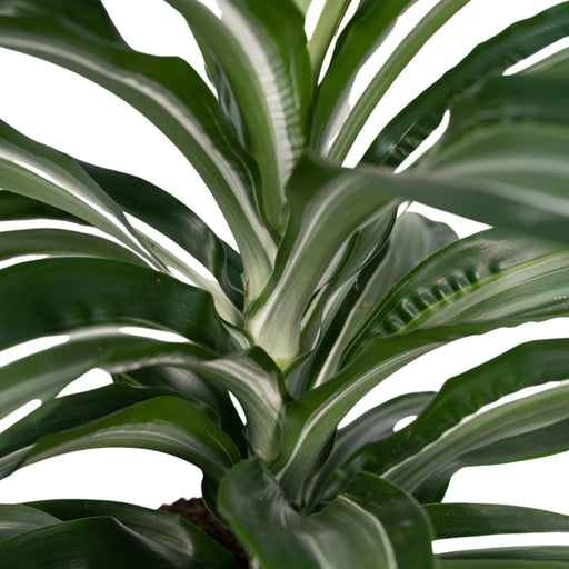 Dracaena 'Fragrans Wit Bont'