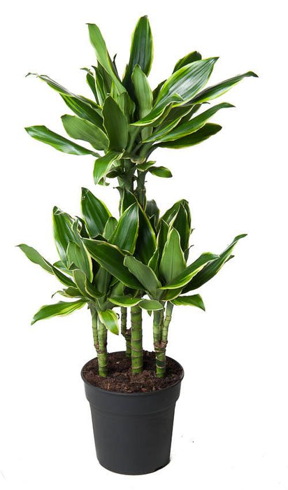 Dracaena 'Gold Coast'