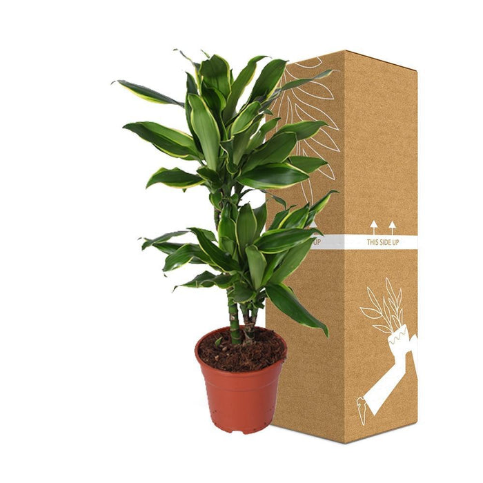 Dracaena "Golden Coast"