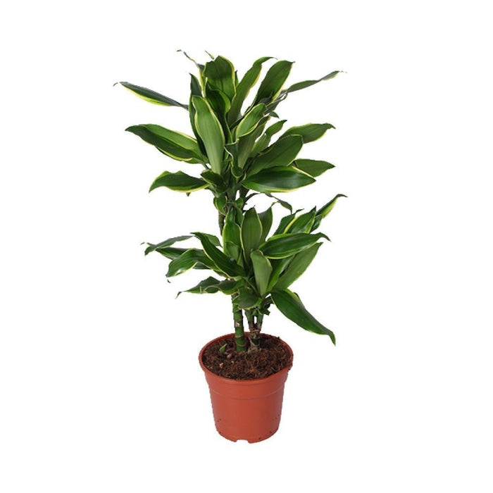 Dracaena "Golden Coast"