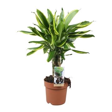 Dracaena "Golden Coast Carousel"