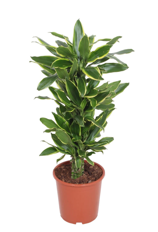 Dracaena "Golden Coast"