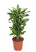 Dracaena "Golden Coast"