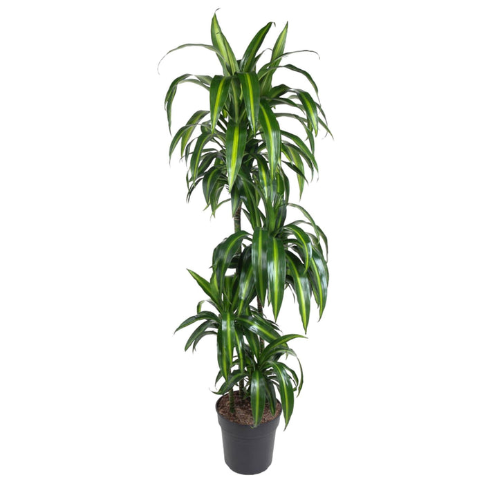 Dracaena Hawaiiana - 140 Cm - Ø24