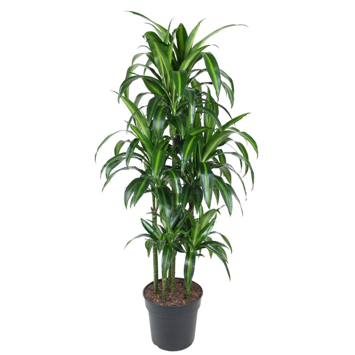 Dracaena Hawaiiana Carousel - 150 Cm - Ø31