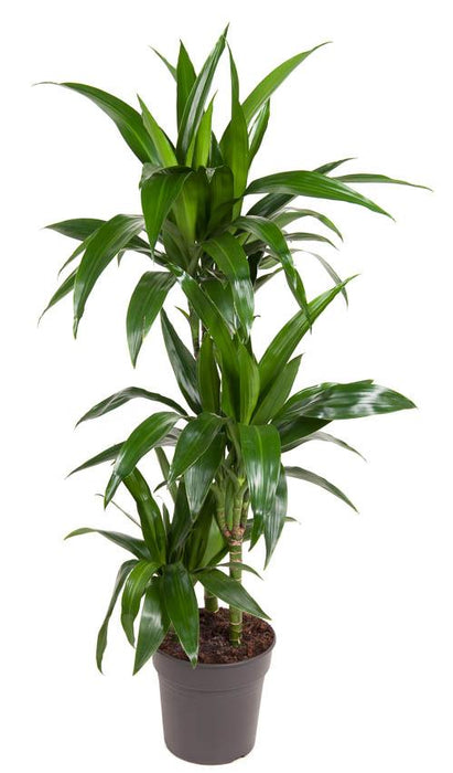 Dracaena 'Janet Craig'