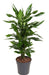 Dracaena 'Janet Lind'