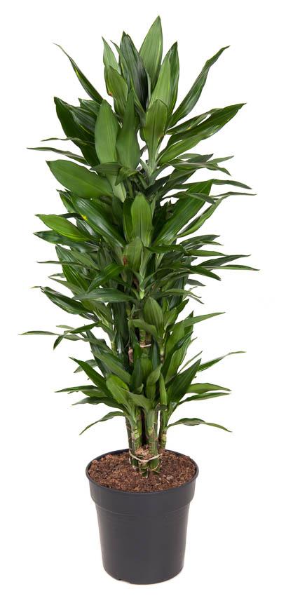 Dracaena 'Janet Lind'