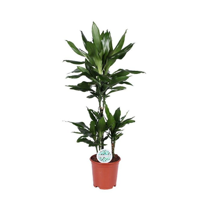 Dracaena 'Janet Lind'