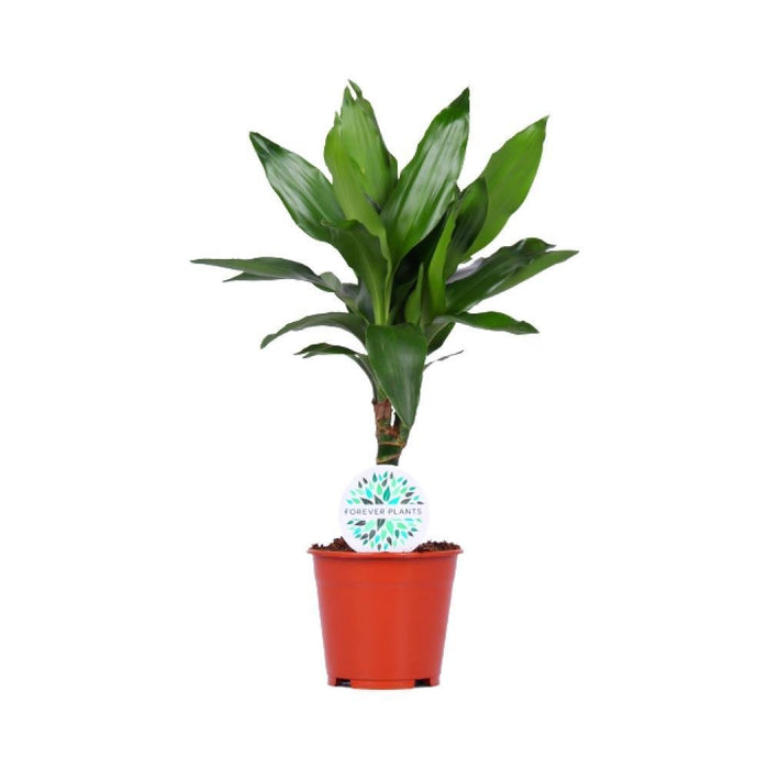 Dracaena 'Janet Lind'