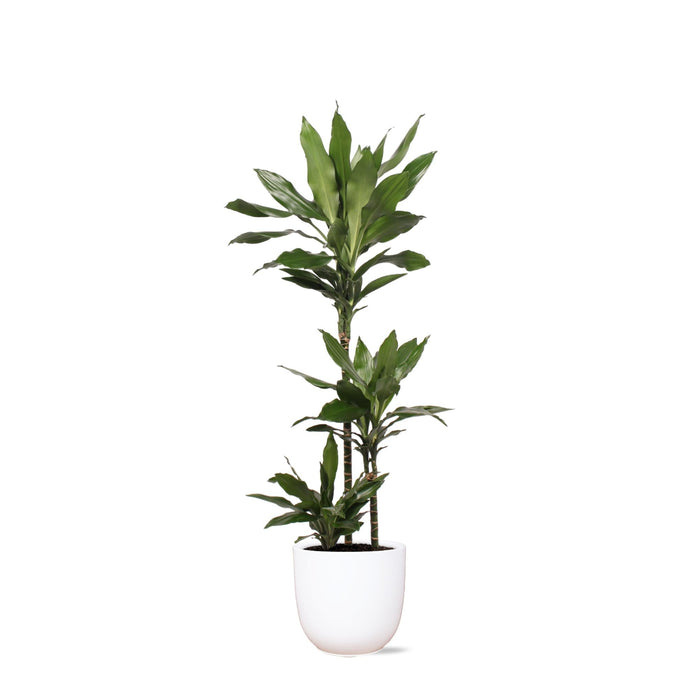 Dracaena Janet Lind Och Hennes Kruka