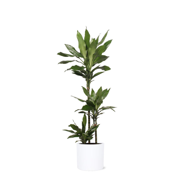 Dracaena Janet Lind Och Hennes Kruka