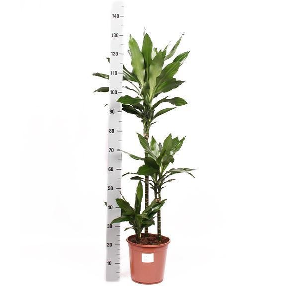 Dracaena Janet Lind Och Hennes Kruka