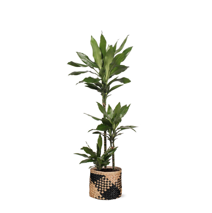 Dracaena Janet Lind Och Hennes Kruka