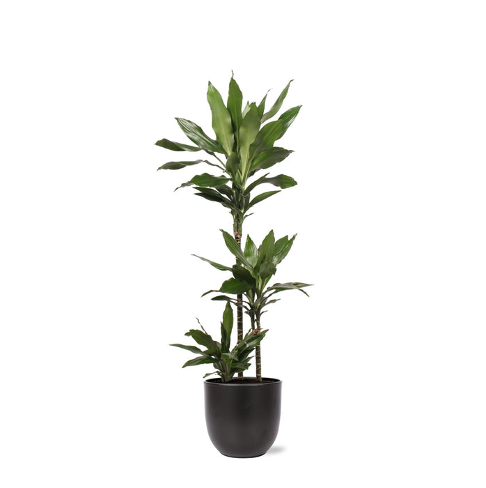 Dracaena Janet Lind Och Hennes Kruka