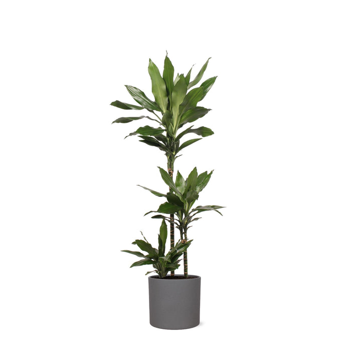 Dracaena Janet Lind Och Hennes Kruka