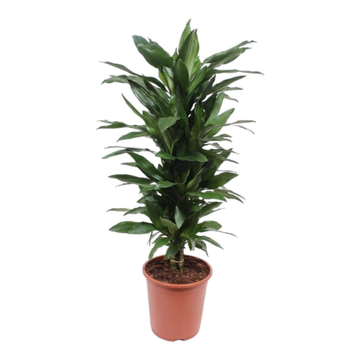 Dracaena 'Janet Lind'