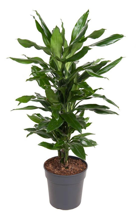 Dracaena 'Janet Lind'