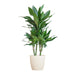 Dracaena Janet Lindt Och Dess Kruka