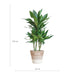 Dracaena Janet Lindt Och Dess Kruka