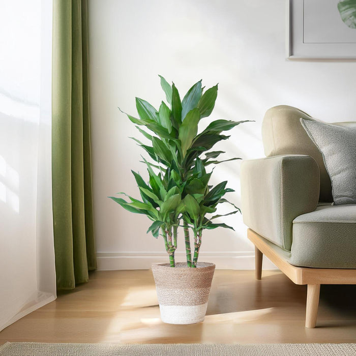 Dracaena Janet Lindt Och Dess Kruka