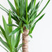 Dracaena Janet Lindt Och Dess Kruka