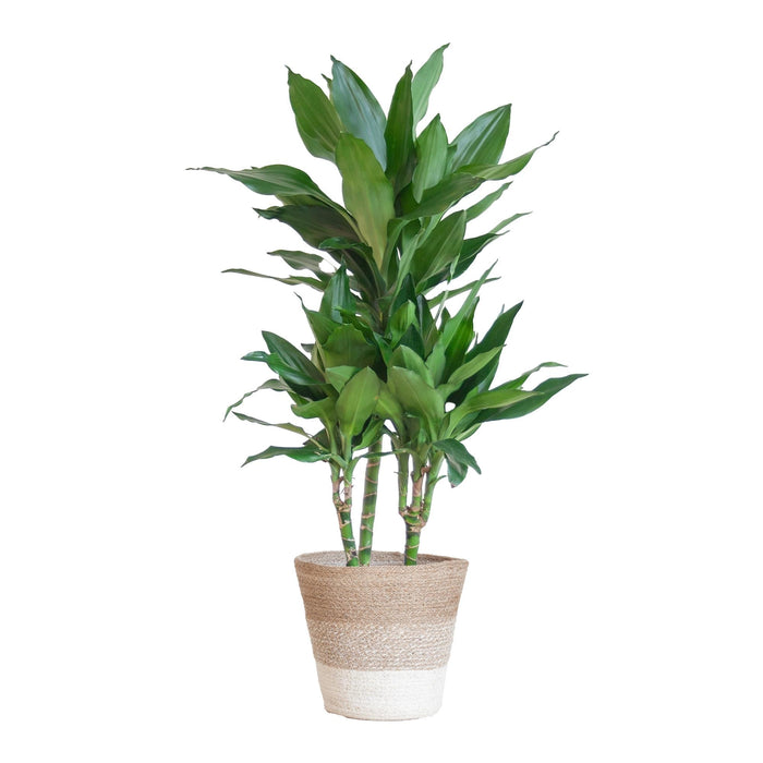 Dracaena Janet Lindt Och Dess Kruka