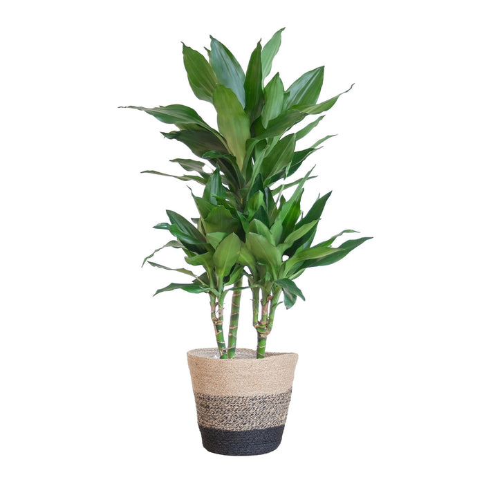 Dracaena Janet Lindt Och Dess Kruka