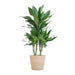 Dracaena Janet Lindt Och Dess Kruka