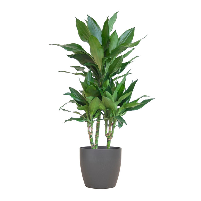 Dracaena Janet Lindt Och Dess Kruka