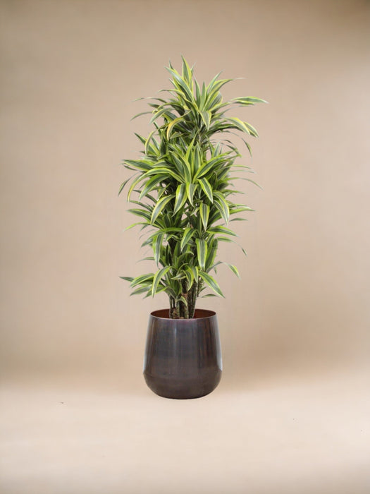 Dracaena Citronlime