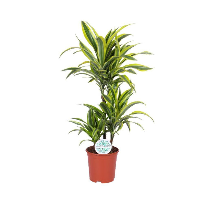 Dracaena 'Lemon Lime'