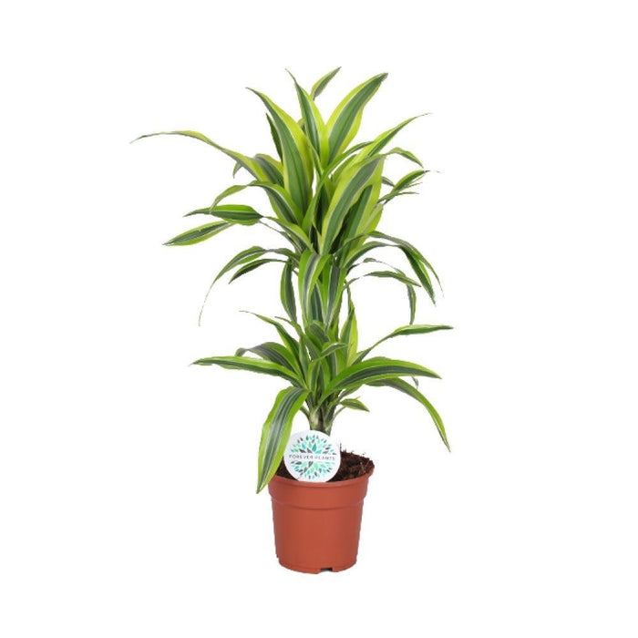 Dracaena 'Lemon Lime'