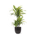 Dracaena Citron Lime Och Dess Kruka