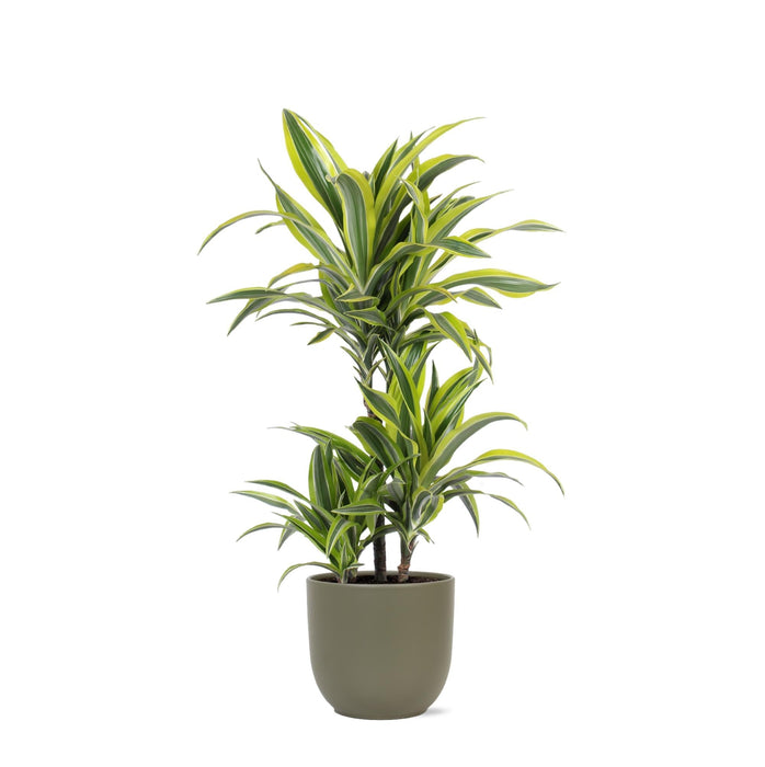 Dracaena Citron Lime Och Dess Kruka