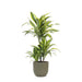 Dracaena Citron Lime Och Dess Kruka