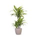 Dracaena Citron Lime Och Dess Kruka