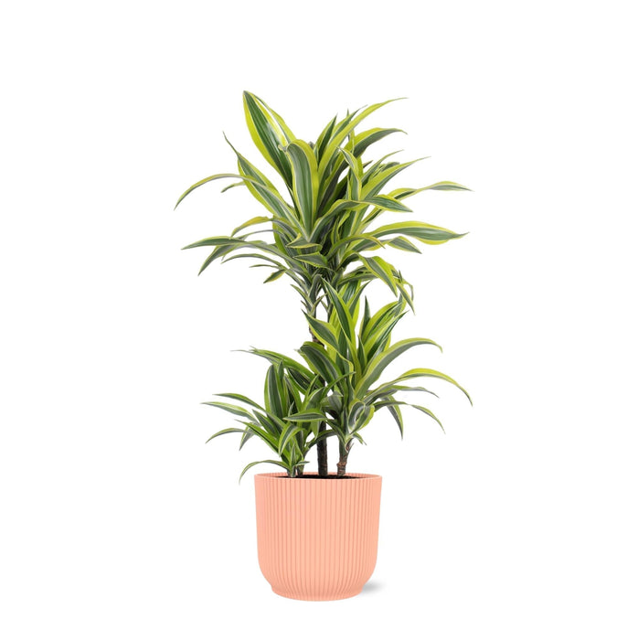 Dracaena Citron Lime Och Dess Kruka