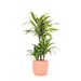 Dracaena Citron Lime Och Dess Kruka