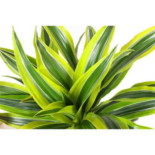 Dracaena Citron Lime Och Dess Kruka