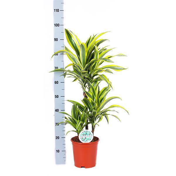 Dracaena Citron Lime Och Dess Kruka