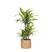 Dracaena Citron Lime Och Dess Kruka