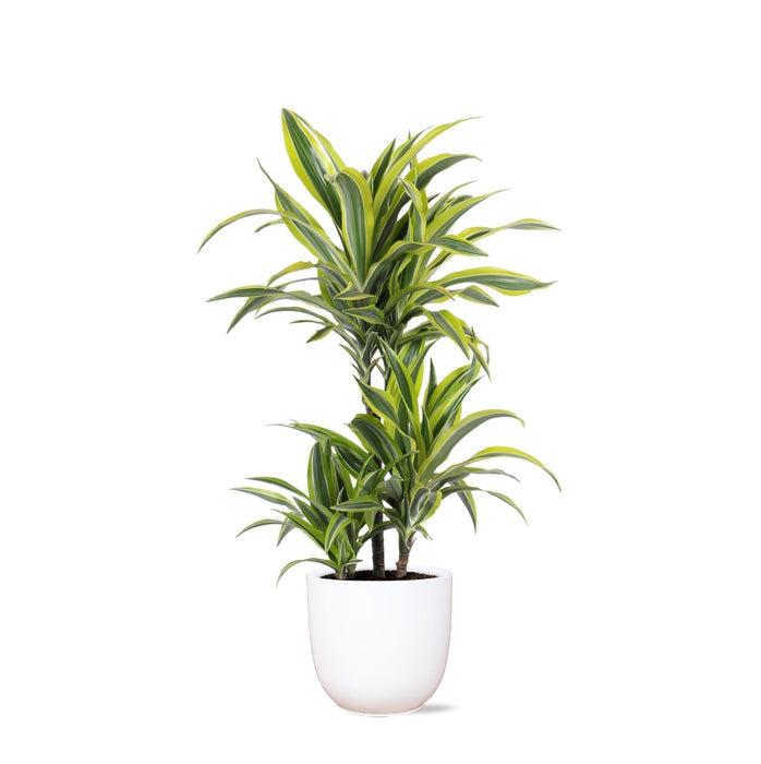 Dracaena Citron Lime Och Dess Kruka